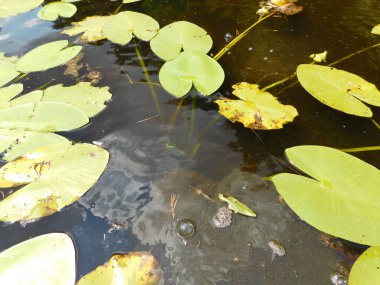 Bir yaz günü, lili nehrinde suyla birlikte.