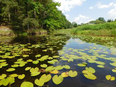 Bir yaz günü, lili nehrinde suyla birlikte.
