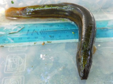 Misgurnus fosilleri Avrupa 'da ve Asya' nın bazı bölgelerinde geniş bir yelpazeye sahip gerçek deniz ürünleri. Her şeyi yiyen bir leş yiyicidir. Hassas sakallarını yenilebilir nesneleri bulmak için kullanır.