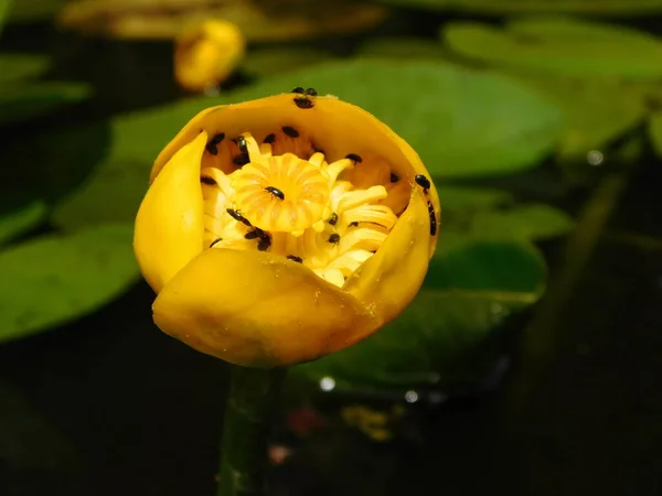 Estanque Con Plantas Acuáticas Nuphar Lutea Amarillo Nenúfar Brandy Bottle — Foto de Stock