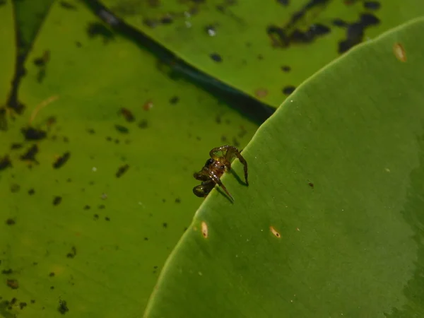 Pavoučí Výběr Vodní Rostliny Jako Jejího Loviště Demonstruje Adaptaci Její — Stock fotografie