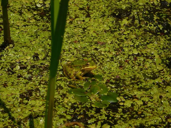 Yenilebilir Kurbağa Pelophylax Esculentus Rana Avrupa Kurbağası Yaygın Kurbağası Yeşil — Stok fotoğraf