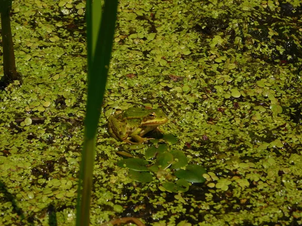 可食用的青蛙 叶绿素 欧洲青蛙 也被称为普通水蛙绿色青蛙细嫩青蛙腿广泛分布 普通青蛙有许多共同的名字 包括欧洲深色青蛙 — 图库照片