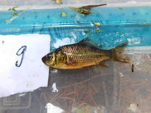 crucian carp is a medium-sized member of the common carp family Cyprinidae. It occurs widely in northern European regions Carassius carassius