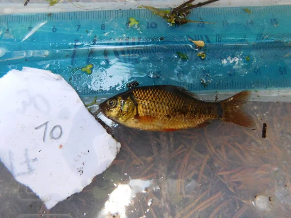 crucian carp is a medium-sized member of the common carp family Cyprinidae. It occurs widely in northern European regions Carassius carassius