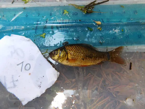 crucian carp is a medium-sized member of the common carp family Cyprinidae. It occurs widely in northern European regions Carassius carassius