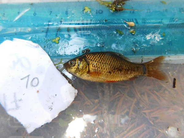 crucian carp is a medium-sized member of the common carp family Cyprinidae. It occurs widely in northern European regions Carassius carassius