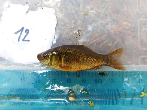 Crucian Carp Medium Sized Member Common Carp Family Cyprinidae Occurs — Stock Photo, Image