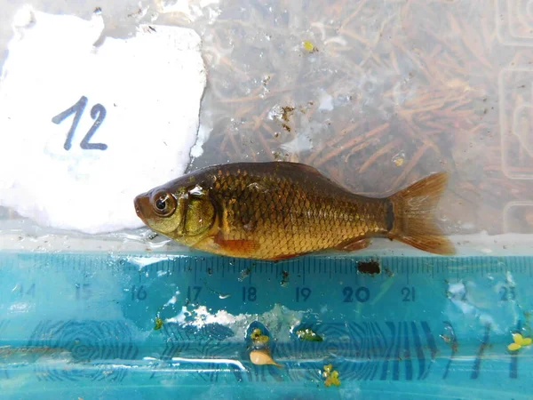 Crucian Carp Середньорозмірний Представник Родини Коропів Cyprinidae Поширений Північноєвропейських Регіонах — стокове фото