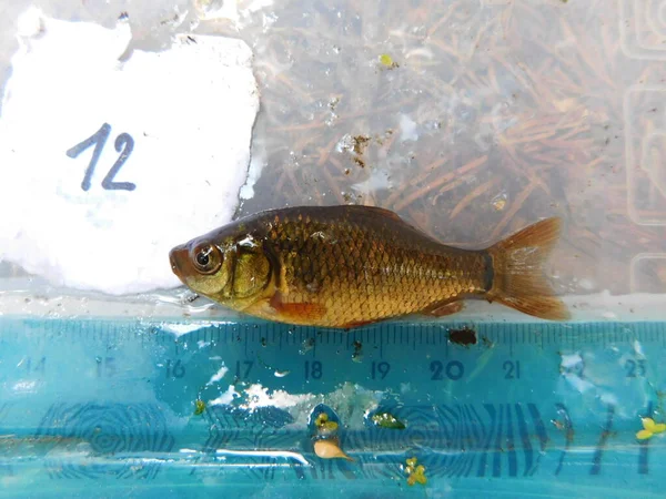 Crucian Carp Medium Sized Member Common Carp Family Cyprinidae Occurs — Stock Photo, Image