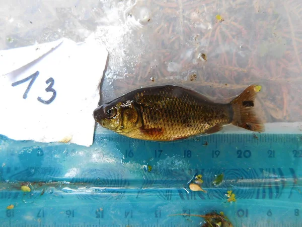 crucian carp is a medium-sized member of the common carp family Cyprinidae. It occurs widely in northern European regions Carassius carassius