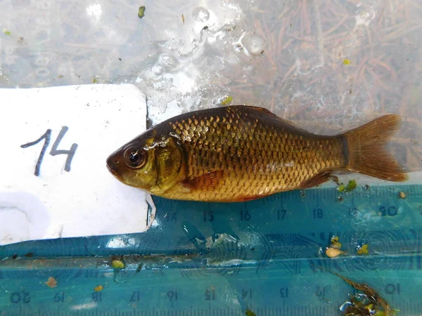 crucian carp is a medium-sized member of the common carp family Cyprinidae. It occurs widely in northern European regions Carassius carassius