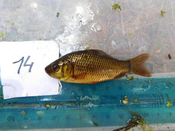 Crucian Carp Середньорозмірний Представник Родини Коропів Cyprinidae Поширений Північноєвропейських Регіонах — стокове фото