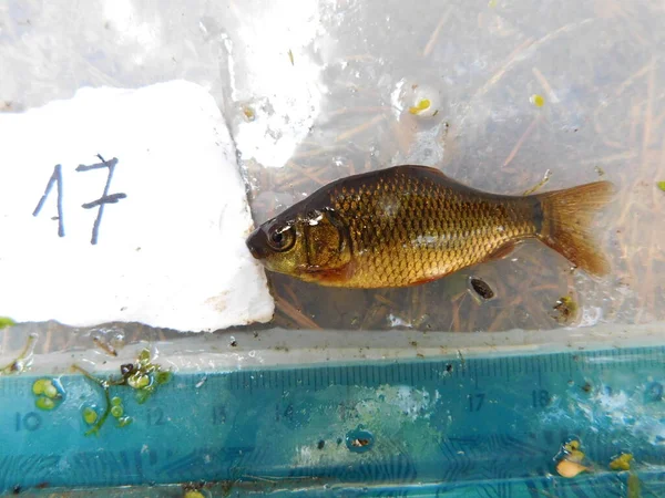 crucian carp is a medium-sized member of the common carp family Cyprinidae. It occurs widely in northern European regions Carassius carassius