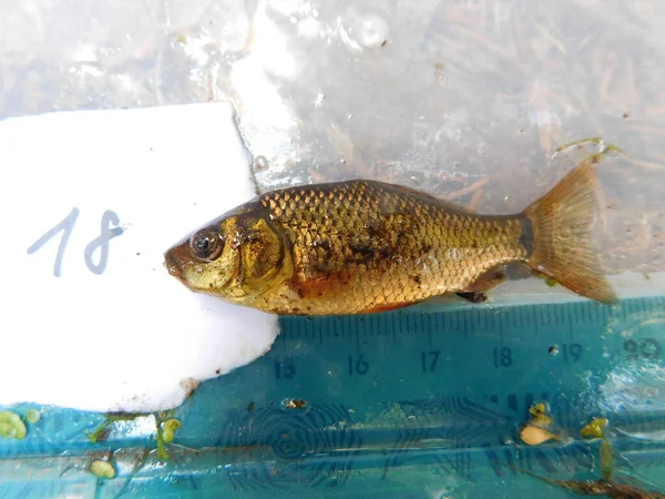 crucian carp is a medium-sized member of the common carp family Cyprinidae. It occurs widely in northern European regions Carassius carassius