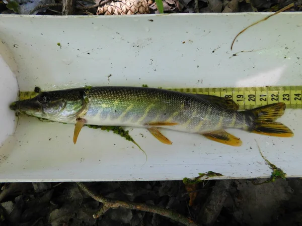Kuzey Pike Esox Lucius 'u tatlı su deposuna stokluyordu. Yırtıcı balık türleri genç örnek.