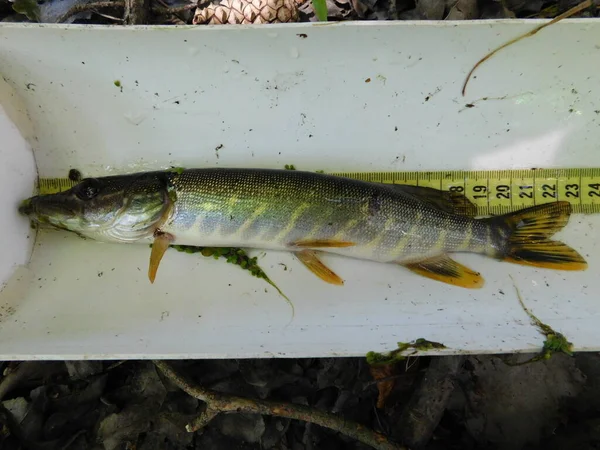 Kuzey Pike Esox Lucius 'u tatlı su deposuna stokluyordu. Yırtıcı balık türleri genç örnek.