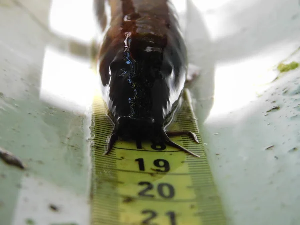 Misgurnus Fossilis Weatherfish Πραγματικό Loach Που Έχει Ένα Ευρύ Φάσμα — Φωτογραφία Αρχείου