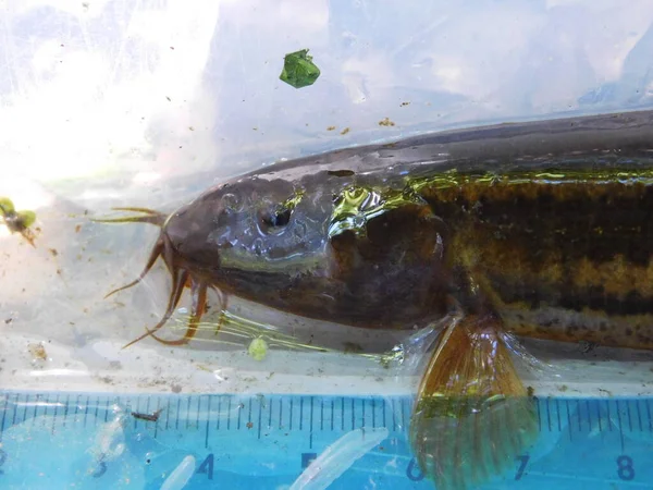 Misgurnus Fossilis Climatério Verdadeiro Loach Que Tem Uma Ampla Gama — Fotografia de Stock