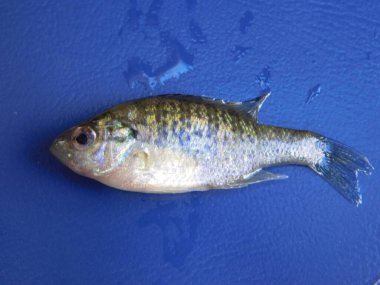 Lepomis gibbosus balkabağı tohumu (İngilizce: Lepomis gibbosus balkabağı tohumu), Lepomis familyasından küçük ve orta büyüklükte bir Kuzey Amerika tatlı su balığıdır.