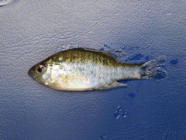 Lepomis gibbosus balkabağı tohumu (İngilizce: Lepomis gibbosus balkabağı tohumu), Lepomis familyasından küçük ve orta büyüklükte bir Kuzey Amerika tatlı su balığıdır.