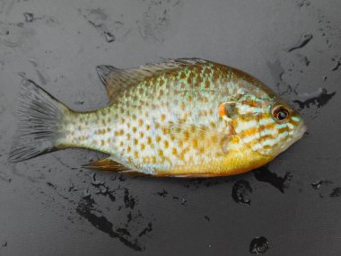Lepomis gibbosus balkabağı tohumu (İngilizce: Lepomis gibbosus balkabağı tohumu), Lepomis familyasından küçük ve orta büyüklükte bir Kuzey Amerika tatlı su balığıdır.