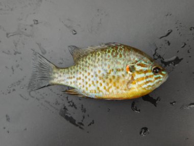 Lepomis gibbosus balkabağı tohumu (İngilizce: Lepomis gibbosus balkabağı tohumu), Lepomis familyasından küçük ve orta büyüklükte bir Kuzey Amerika tatlı su balığıdır.