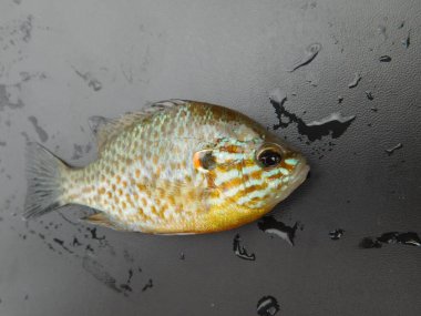 Lepomis gibbosus balkabağı tohumu (İngilizce: Lepomis gibbosus balkabağı tohumu), Lepomis familyasından küçük ve orta büyüklükte bir Kuzey Amerika tatlı su balığıdır.