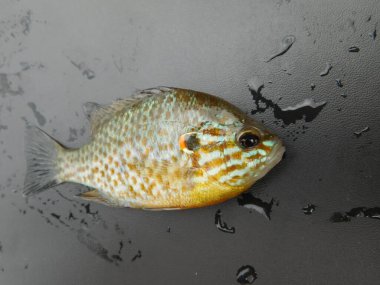 Lepomis gibbosus balkabağı tohumu (İngilizce: Lepomis gibbosus balkabağı tohumu), Lepomis familyasından küçük ve orta büyüklükte bir Kuzey Amerika tatlı su balığıdır.