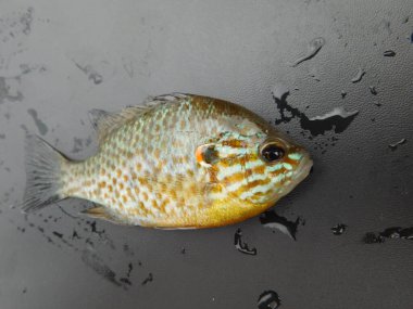 Lepomis gibbosus balkabağı tohumu (İngilizce: Lepomis gibbosus balkabağı tohumu), Lepomis familyasından küçük ve orta büyüklükte bir Kuzey Amerika tatlı su balığıdır.