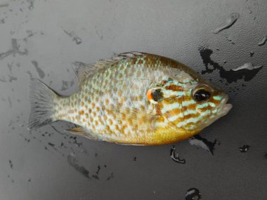 Lepomis gibbosus balkabağı tohumu (İngilizce: Lepomis gibbosus balkabağı tohumu), Lepomis familyasından küçük ve orta büyüklükte bir Kuzey Amerika tatlı su balığıdır.