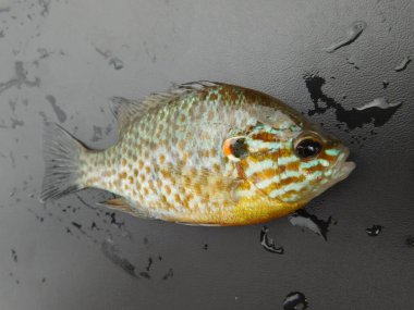 Lepomis gibbosus balkabağı tohumu (İngilizce: Lepomis gibbosus balkabağı tohumu), Lepomis familyasından küçük ve orta büyüklükte bir Kuzey Amerika tatlı su balığıdır.