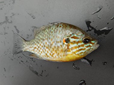 Lepomis gibbosus balkabağı tohumu (İngilizce: Lepomis gibbosus balkabağı tohumu), Lepomis familyasından küçük ve orta büyüklükte bir Kuzey Amerika tatlı su balığıdır.