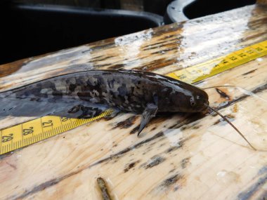 Silurus glanis european, kedi balığı yavrusu numunesini tatlı su gölünde yakalıyor. Çoğu Çek Cumhuriyeti