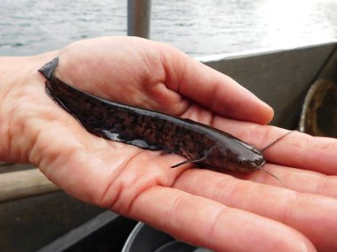 Silurus glanis european yayın balığı avlıyor 0 + yıllık yavru balık, bir göl avı çoğu Czech cumhuriyeti yeniden işlenmiş kömür madeni, Minig Gölü sonrası