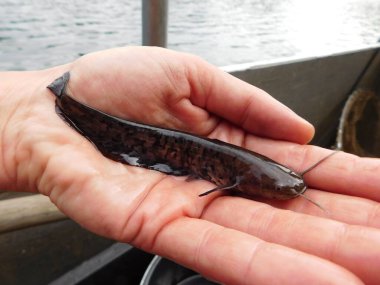 Silurus glanis european yayın balığı avlıyor 0 + yıllık yavru balık, bir göl avı çoğu Czech cumhuriyeti yeniden işlenmiş kömür madeni, Minig Gölü sonrası