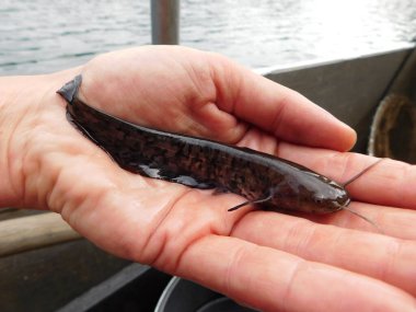 Silurus glanis european yayın balığı avlıyor 0 + yıllık yavru balık, bir göl avı çoğu Czech cumhuriyeti yeniden işlenmiş kömür madeni, Minig Gölü sonrası