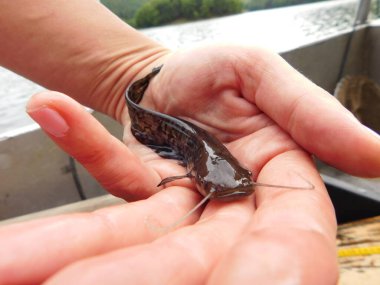 Silurus glanis european yayın balığı avlıyor 0 + yıllık yavru balık, bir göl avı çoğu Czech cumhuriyeti yeniden işlenmiş kömür madeni, Minig Gölü sonrası