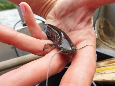 Silurus glanis european yayın balığı avlıyor 0 + yıllık yavru balık, bir göl avı çoğu Czech cumhuriyeti yeniden işlenmiş kömür madeni, Minig Gölü sonrası