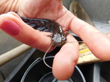 Silurus glanis european yayın balığı avlıyor 0 + yıllık yavru balık, bir göl avı çoğu Czech cumhuriyeti yeniden işlenmiş kömür madeni, Minig Gölü sonrası