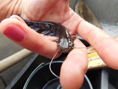 Silurus glanis european yayın balığı avlıyor 0 + yıllık yavru balık, bir göl avı çoğu Czech cumhuriyeti yeniden işlenmiş kömür madeni, Minig Gölü sonrası