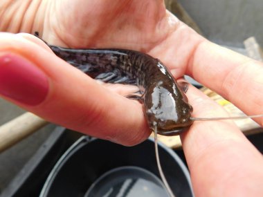 Silurus glanis european yayın balığı avlıyor 0 + yıllık yavru balık, bir göl avı çoğu Czech cumhuriyeti yeniden işlenmiş kömür madeni, Minig Gölü sonrası