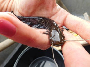 Silurus glanis european yayın balığı avlıyor 0 + yıllık yavru balık, bir göl avı çoğu Czech cumhuriyeti yeniden işlenmiş kömür madeni, Minig Gölü sonrası