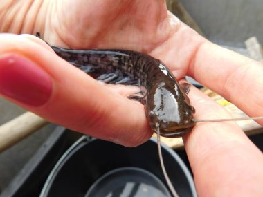 Silurus glanis european yayın balığı avlıyor 0 + yıllık yavru balık, bir göl avı çoğu Czech cumhuriyeti yeniden işlenmiş kömür madeni, Minig Gölü sonrası