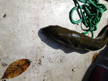 Avrupa yılan balığı anguilla anguilla 'sı yerde