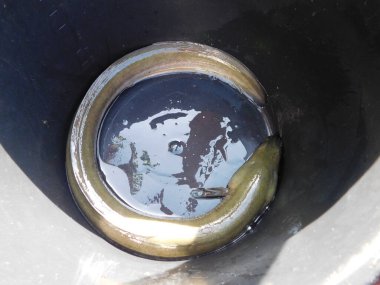 Avrupa yılan balığı anguilla anguilla 'sı yerde