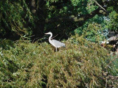 Ardea cinerea grey heron, balıkçılgiller (Ardeidae) familyasından Orta Avrupa ve Asya 'da ve Afrika' nın bazı bölgelerinde yaşayan bir kuş türü. Birçok alanda ikamet ediyor, ama bazıları...
