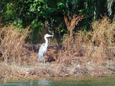 Ardea cinerea grey heron, balıkçılgiller (Ardeidae) familyasından Orta Avrupa ve Asya 'da ve Afrika' nın bazı bölgelerinde yaşayan bir kuş türü. Birçok alanda ikamet ediyor, ama bazıları...