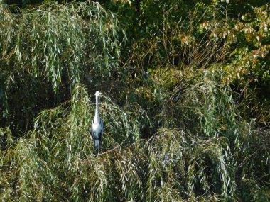 Üç daldaki kuş siluetleri gri balıkçıl cinerea Ardea cinerea cinerea grisi balıkçılgiller (Ardeidae) familyasından orta Avrupa ve Asya 'da yaşayan kuş türleri.