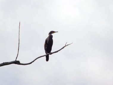 Üç daldaki kuşların siluetleri karabatak Phalacrocorax 
